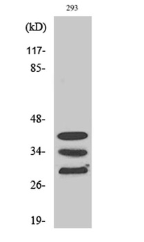 hnRNP A1 rabbit pAb Antibody
