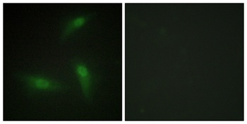 hnRNP A1 rabbit pAb Antibody