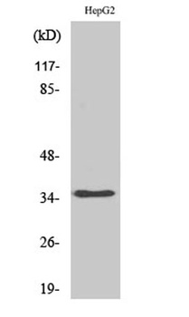 hnRNP A2/B1 rabbit pAb Antibody