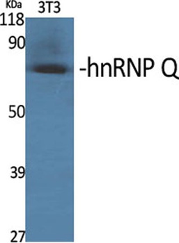 hnRNP Q rabbit pAb Antibody