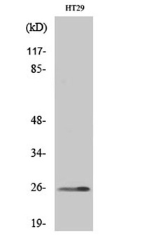 HoxA6 rabbit pAb Antibody