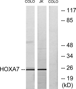Hox-A7 rabbit pAb Antibody