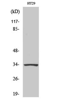 HoxB4 rabbit pAb Antibody