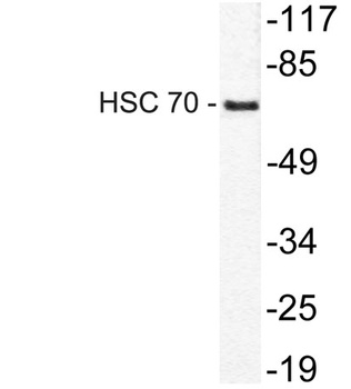 HSC 70 rabbit pAb Antibody