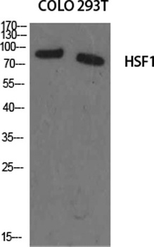 HSF1 rabbit pAb Antibody
