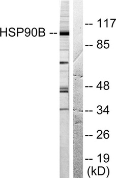 HSP90β rabbit pAb Antibody