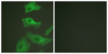HSP90β rabbit pAb Antibody