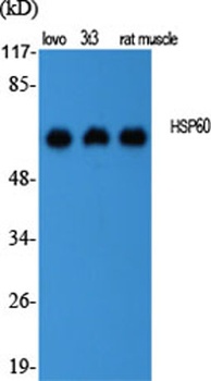 HSP60 rabbit pAb Antibody