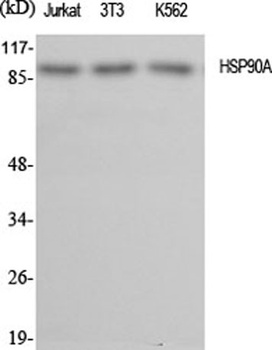 HSP90A rabbit pAb Antibody