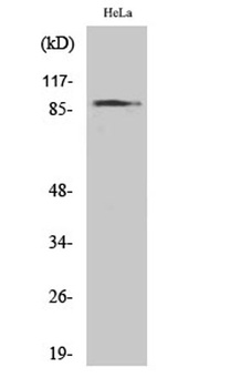 HSP90A rabbit pAb Antibody