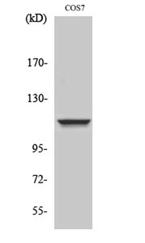 IARS2 rabbit pAb Antibody
