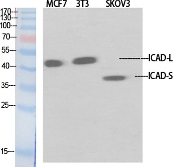 ICAD rabbit pAb Antibody