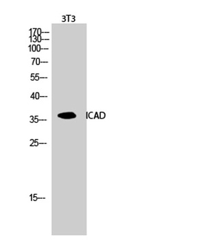 ICAD rabbit pAb Antibody