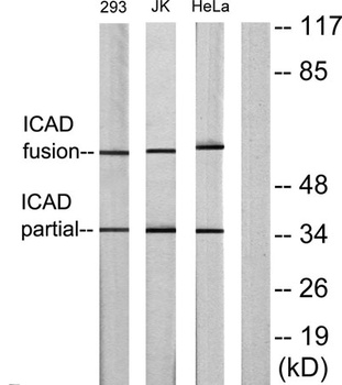 ICAD rabbit pAb Antibody