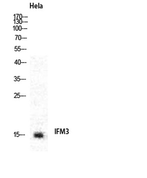 IFITM3 rabbit pAb Antibody