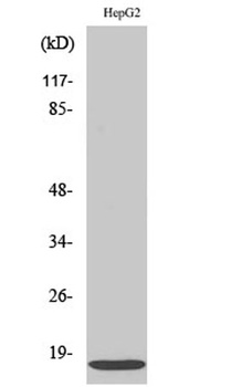 IFITM3 rabbit pAb Antibody