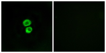 IFITM3 rabbit pAb Antibody