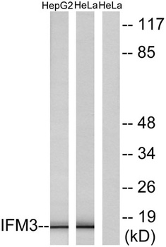 IFITM3 rabbit pAb Antibody