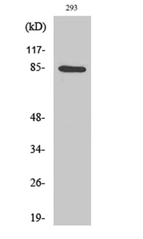 IKKα rabbit pAb Antibody