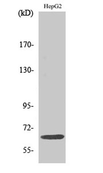 IL-10Rα rabbit pAb Antibody