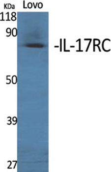 IL-17RC rabbit pAb Antibody