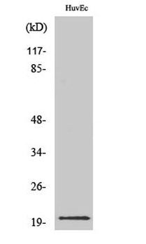 IL-21 rabbit pAb Antibody