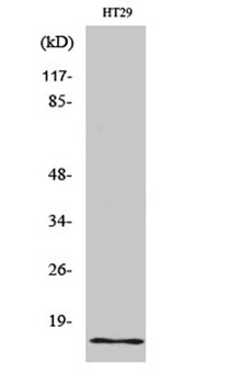 INSL4 rabbit pAb Antibody