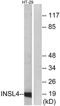 INSL4 rabbit pAb Antibody