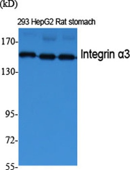 Integrin α3 rabbit pAb Antibody