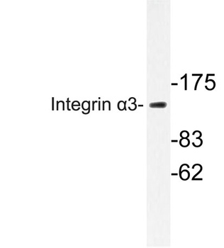 Integrin α3 rabbit pAb Antibody