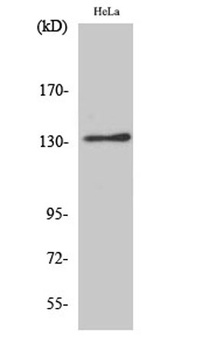 Integrin αV rabbit pAb Antibody