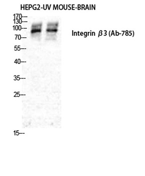Integrin β3 rabbit pAb Antibody
