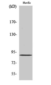 iPLA2γ rabbit pAb Antibody