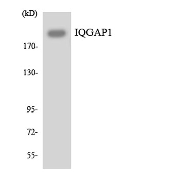 IQGAP1 rabbit pAb Antibody