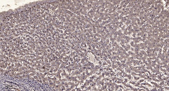 IQGAP1 rabbit pAb Antibody