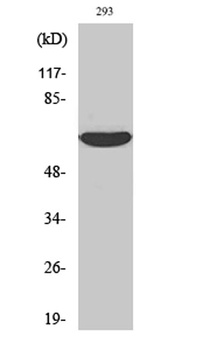 IRAK-2 rabbit pAb Antibody