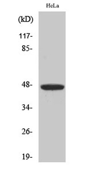IRF-4 rabbit pAb Antibody