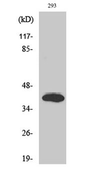 Islet-2 rabbit pAb Antibody