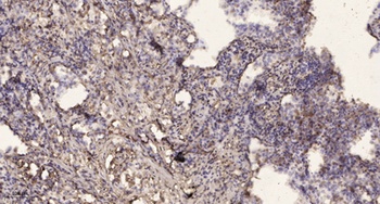 Islet-2 rabbit pAb Antibody