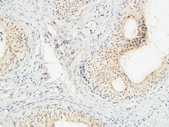 JAB1 rabbit pAb Antibody