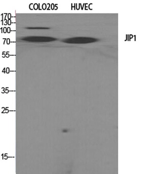JIP-1 rabbit pAb Antibody