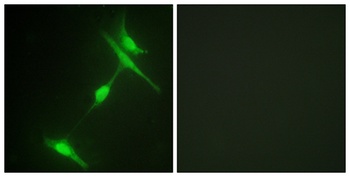 JIP-1 rabbit pAb Antibody