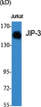 JIP-3 rabbit pAb Antibody