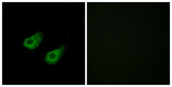 JIP-3 rabbit pAb Antibody