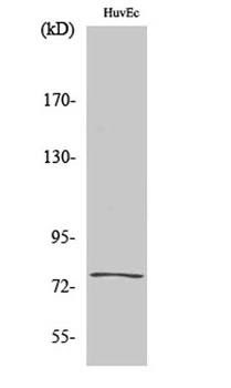 KALIG-1 rabbit pAb Antibody