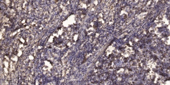KALIG-1 rabbit pAb Antibody