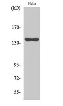 KIF4A rabbit pAb Antibody