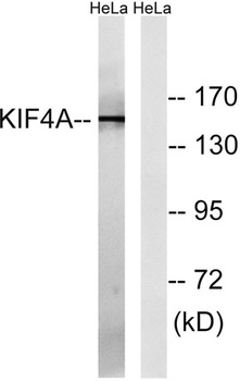 KIF4A rabbit pAb Antibody