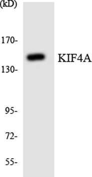 KIF4A rabbit pAb Antibody