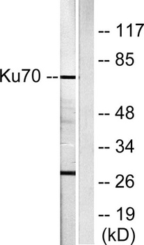 Ku-70 rabbit pAb Antibody
